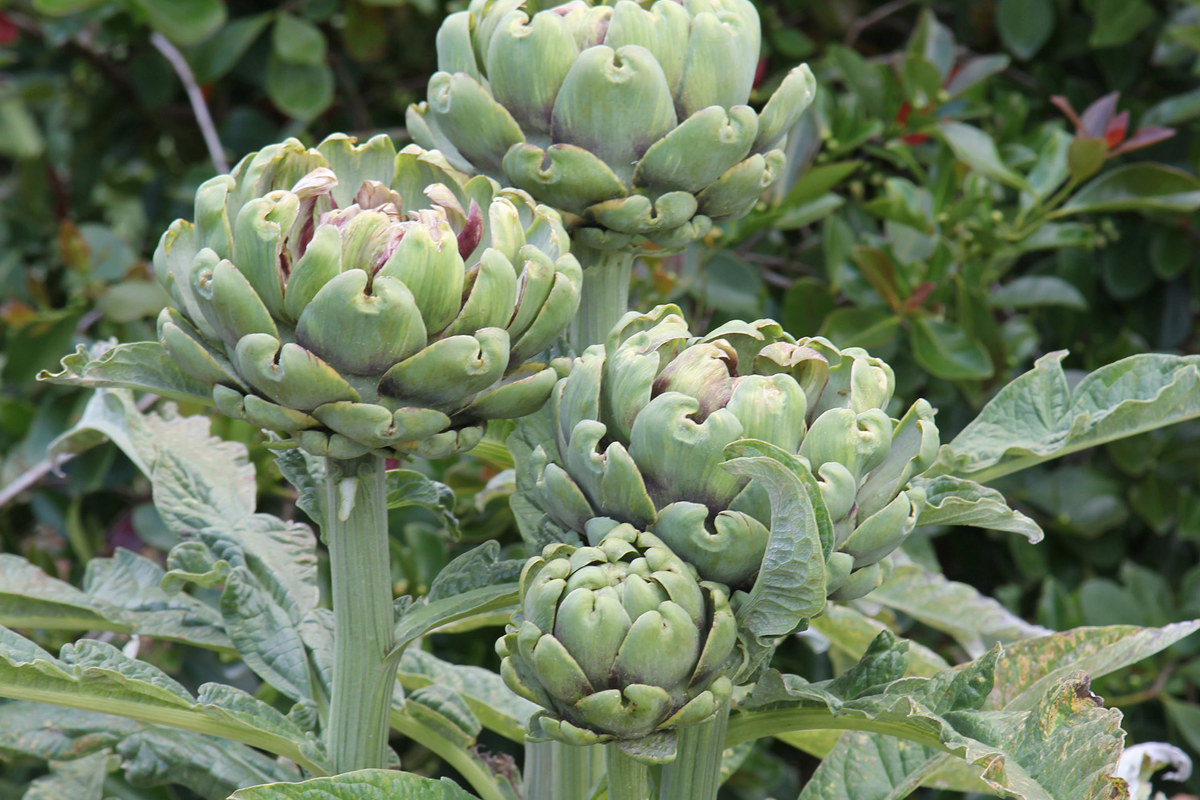 Cynara cardunculus (3).jpg